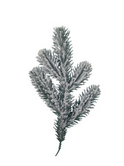 A frosted pine branch with needles dusted in snow, ideal for winter decor on a transparent background 