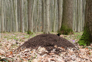 Forest ants in an anthill