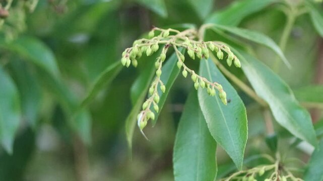 Buds of the Japanese andromeda, green leaves of the Japanese andromeda, green background, seeds of Pieris japonica, Japanese andromeda