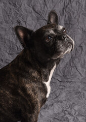 Bouledogue fran&ccedil;ais