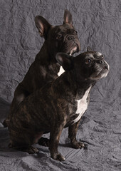 Bouledogues  fran&ccedil;ais