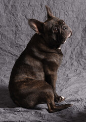 Bouledogue fran&ccedil;ais