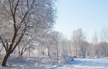 Beautiful winter landscape, forest covered with snow on a frosty winter day.