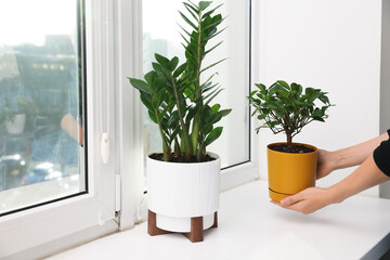 Woman putting green houseplant onto window sill indoors, closeup