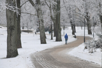 A wonderful winter landscape on a clear frosty day. A lonely man walking in the park.