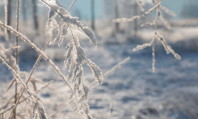 A beautiful winter landscape, a forest covered in snow on a frosty, sunny winter day.A reed branch covered in frost.