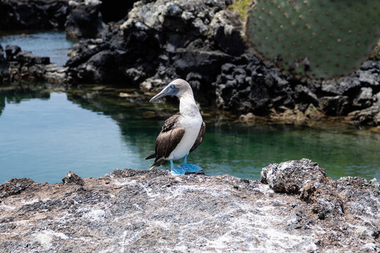 Blaufusst&ouml;lpel, auch als Blue Booby bezeichnet
