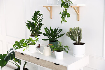 Different green houseplants and watering can on white table indoors