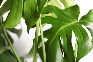 Beautiful monstera growing on white background, closeup © New Africa