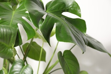 Beautiful monstera growing near white wall indoors, closeup © New Africa