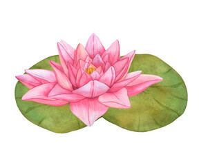 Buds Pink Lotus and green leaves. Watercolor botanical Illustration tropical Water Lily and green Leaves on isolated background. Hand Drawn Flowers for invitations,  design