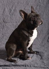 Bouledogue fran&ccedil;ais