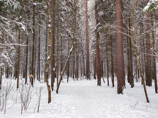 Fotobehang Bospad A winter forest with snow-covered trees and a path. Concept for a walk through a pine-lined park.  © Apalko