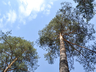 Fototapeta premium Majestic pine trees against blue sky in tranquil forest setting