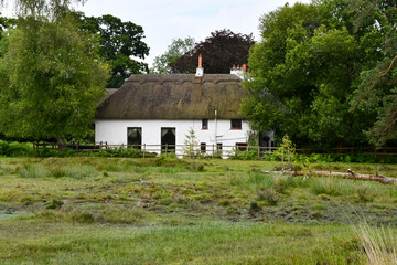 Chocolate box country cottage in the New Forest with white walls and a thatched roof, set to pretty woodlands.