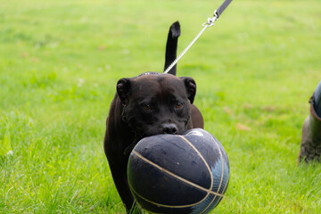 It&rsquo;s my ball, Staffordshire bull terrier type dog carrying his football as he is taken for a walk outdoors.
