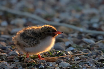 common tern chick