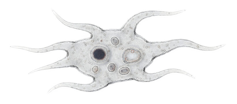 Amoeba microorganism cell forming pseudopods for movement