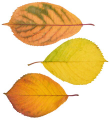 Yellow and red cherry tree leaves on isolated background