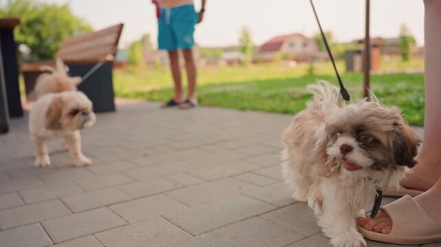 Joyful Canine Meeting In Bright Park Setting, Adorable Puppy Interacts With Neighbor Dog And Child Outdoors, Charming Encounter Between Playful Puppies And Child In Sunny Outdoor Park Environment
