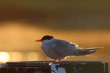 common tern