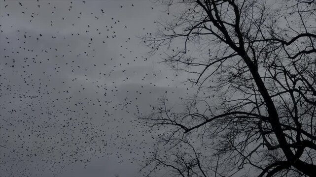 Large flock of birds flying in slow motion 120fps starling murmuration in winter England. Amazing nature and wildlife spectacle 4K