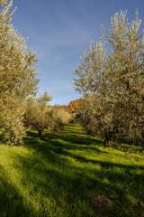 Obraz premium The olive tree is native to the Middle East and has been used as a food source since ancient times. Its fruit, olives, are used to extract oil.