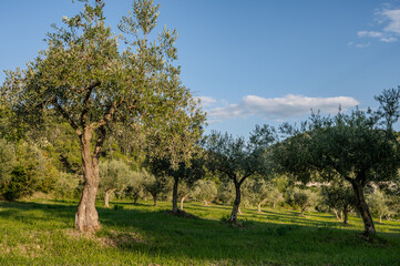 Spectacular photos of olive trees
