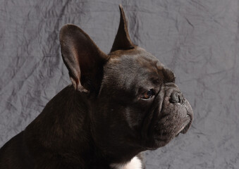 Bouledogue fran&ccedil;ais