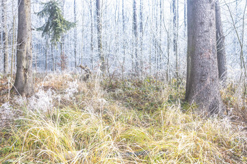 Winter's touch graces a tranquil forest scene, where frost-kissed trees and frosted grasses create a serene, icy panorama. The woods are still and peaceful.