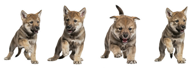 Set Of baby Wolf isolated, Wolf Cub, in Various poses PNG , Wolf Puppy 