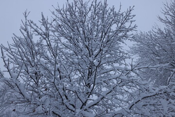 Fototapeta premium Overcast sky in a Midwest winter blizzard. 