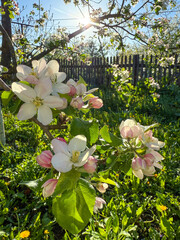 Apple tree blossom blooming in spring garden sunlight