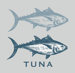 Tuna fish, seafood, vector sketch illustration, hand drawn