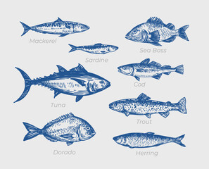Obraz premium Dorado fish, seafood, vector sketch illustration, hand drawn