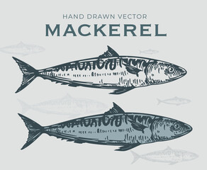 Mackerel fish, seafood, vector sketch illustration, hand drawn