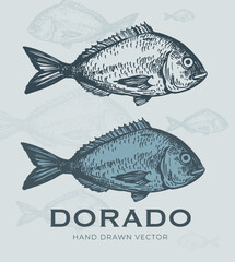 Dorado fish, seafood, vector sketch illustration, hand drawn