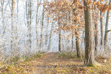Winter's touch on a serene forest path. Bare trees glisten with frost, creating a tranquil, natural scene. Crisp air and frosted leaves make a peaceful walk.