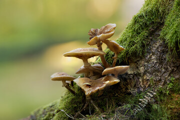 mushrooms on a tree © talavietis