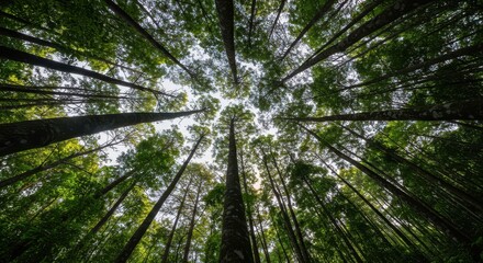 Towering jungle trees reaching high toward the brilliant summer sky, emphasizing the unrestricted movement and vast open space above the dense forest floor ,reaching ,upward ,freedom