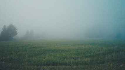 Foggy Green Meadow Landscape with Soft Mist and Minimal Trees