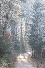A serene path winds through a frost-kissed forest, sunlight dappling the ground. Trees stand tall, adorned with delicate ice crystals, creating a tranquil winter scene.