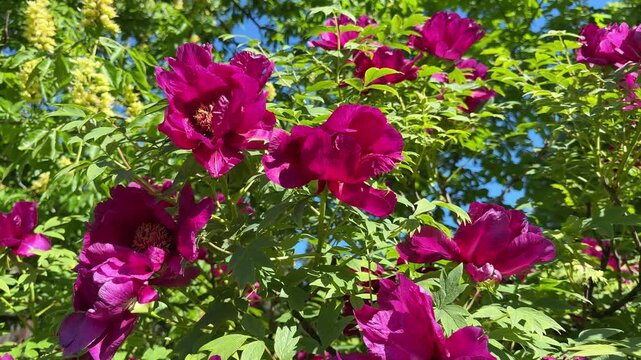 Tree peony Paeonia suffruticosa beautiful flowering bush in spring.