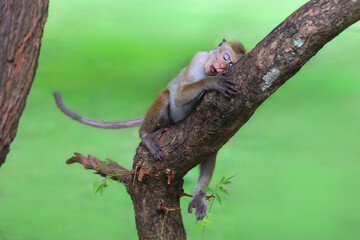 Sleeping Macaque on a Tree Branch in the Jungle