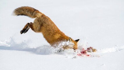 Naklejka premium Red Fox Diving into Snow to Catch Prey in Winter Landscape