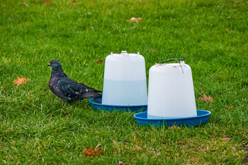 A plastic bird water dispenser for outdoor use in a city garden on a lawn. A pigeon (rock dove) on green grass and a bird water feeder