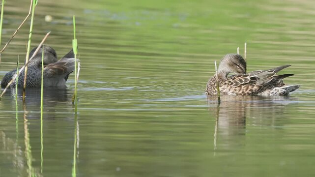 Gadwall, Mareca strepera, birds on marshes