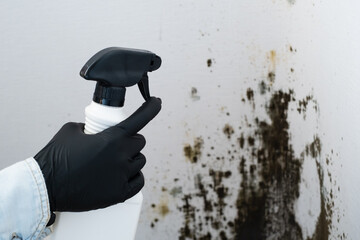 A person wearing a glove holds a spray bottle while standing near a wall covered in mold. Silent health threat. Concept remove the mold to clean the area and improve conditions.