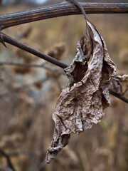 dead leaf color