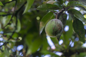 Close-up of an unripe green mango hanging from a tree branch with lush foliage, representing tropical fruit, healthy food, and agriculture.